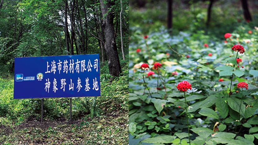 神象野山参基地