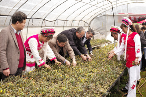 打造中医药标准体系，神象大理石斛基地采青